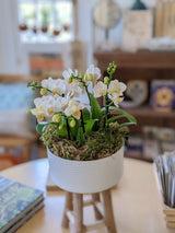 Sympathy Centerpiece Potted Orchid Arrangement